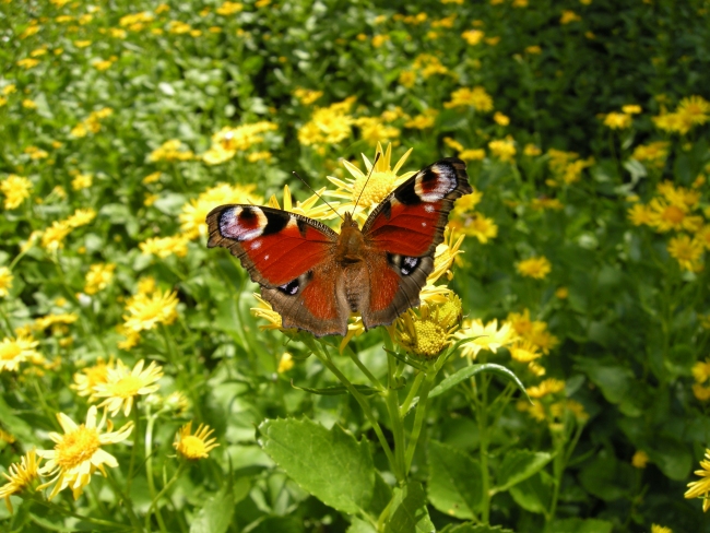 Jacobea alpina (= Senecio alpinus)